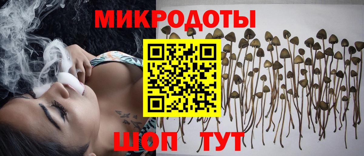 Псилоцибиновые грибы Psilocybine cubensis Котельники
